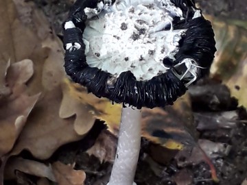 Dzień Grzyba 14.10.2018r. - wystwa, prelekcja i spacer po lesie, fot. H. Andrzejewski
